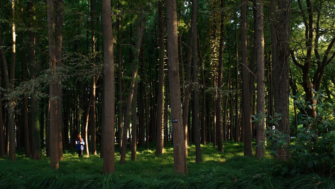Fenomeny natury Polski: Tajemnice krajobrazów. 8 Photo Białowieża Forest